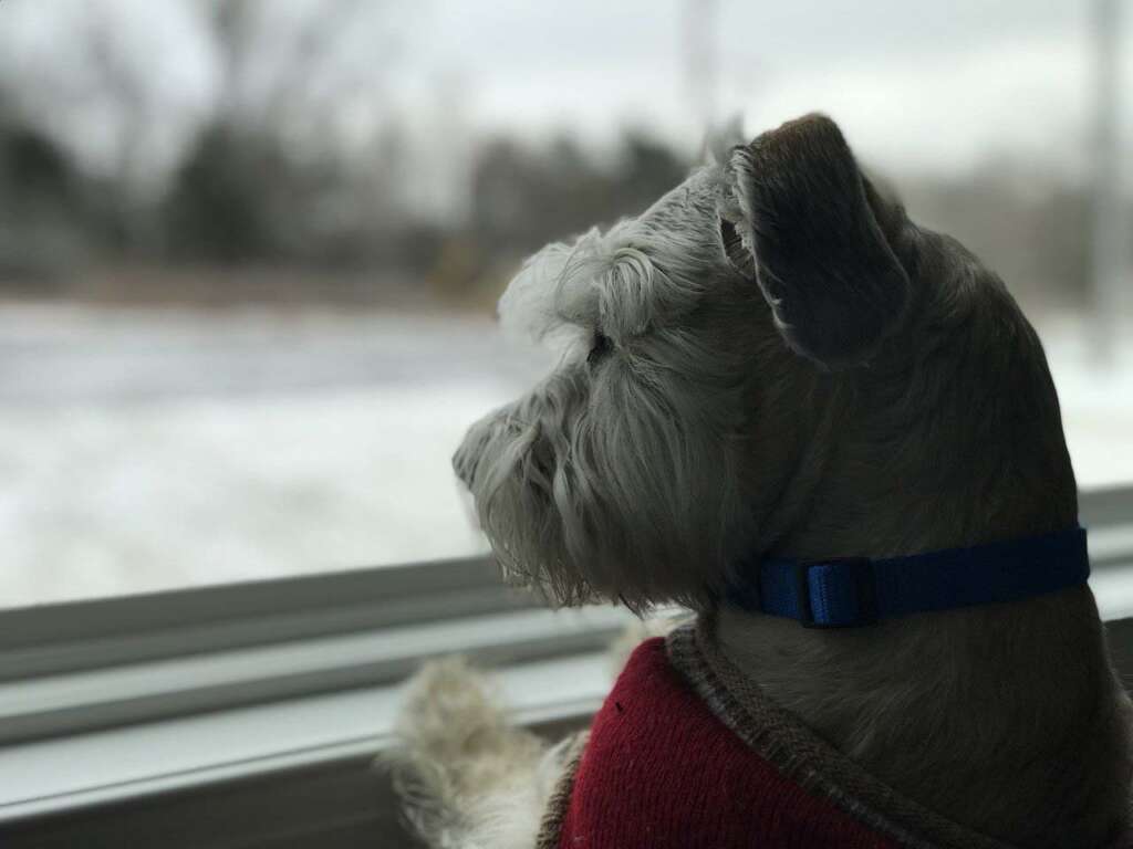 Dog looking out window at snowy landscape