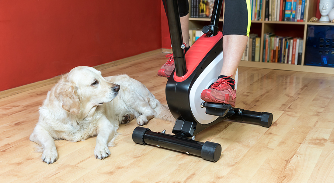 Dog lounges on the floor while watching his person work out on an exercise bike