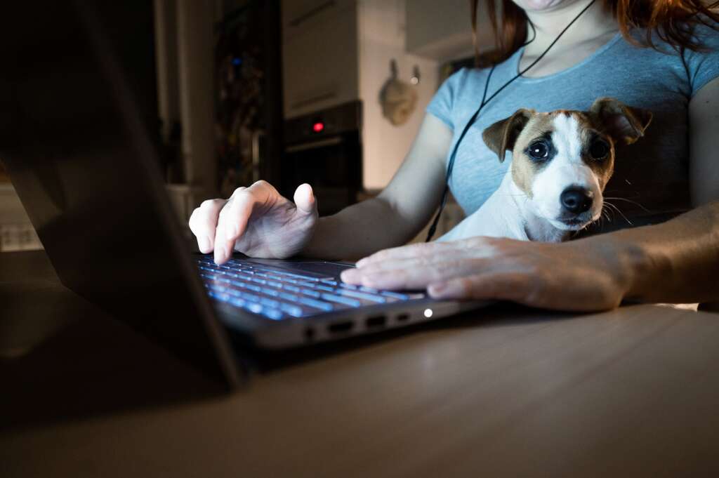 Woman-works-on-laptop-with-Jack-Russell-Terrier-on-her-lap